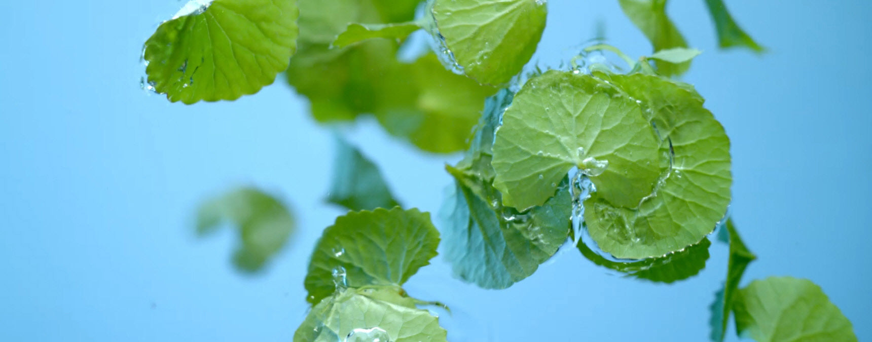 Riman Korea Establishes BYoungPool Research Institute, Constructs Large-Scale Smart Farm in Jeju